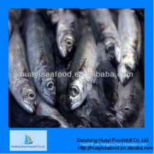 Congelado superior calidad excelente sardina excelente proveedor